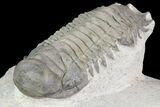 Crotalocephalina & Dalejeproetus Trilobite Association #76400-2